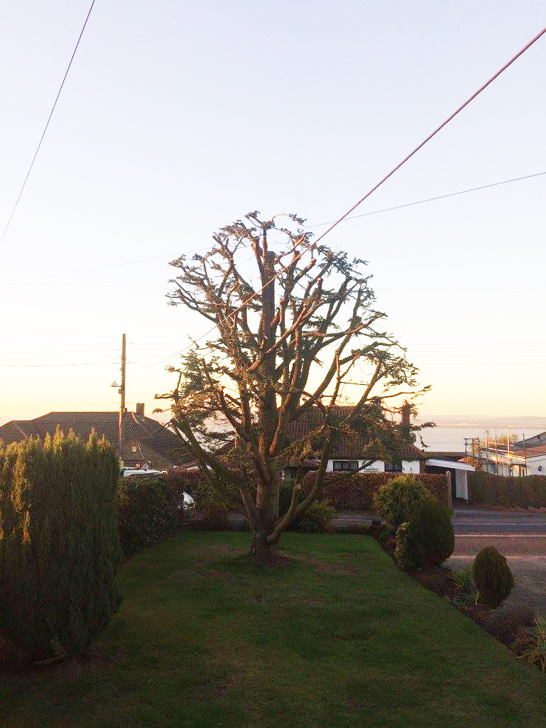 A mature tree professionally reduced and shaped in a Bristol garden.