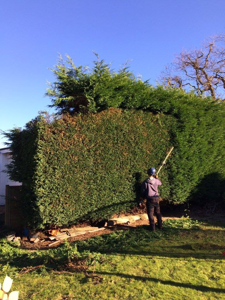 An arborist trimming a tall, dense conifer hedge with a powered trimmer.