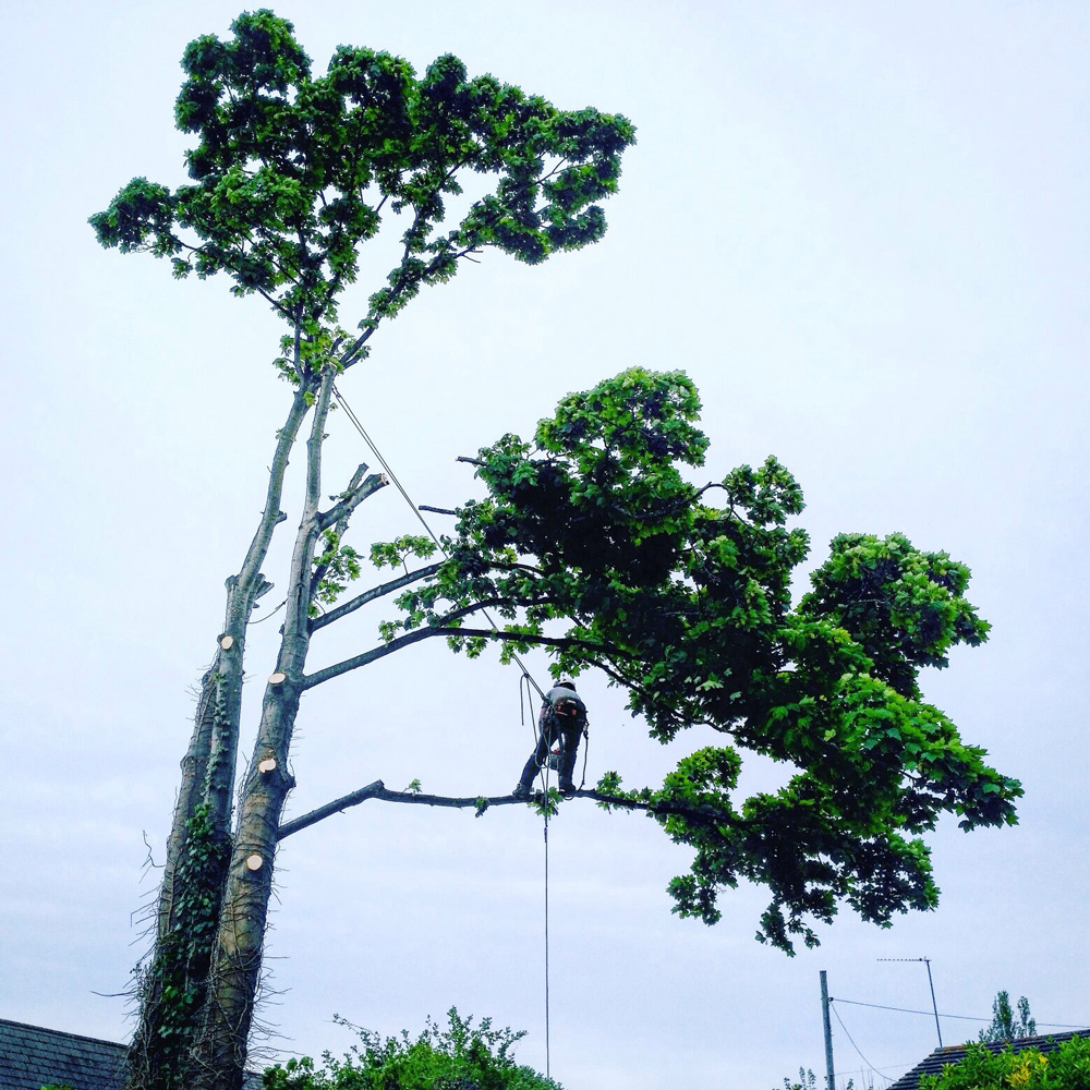 A King Tree surgeon working on a large, partially dismantled tree.