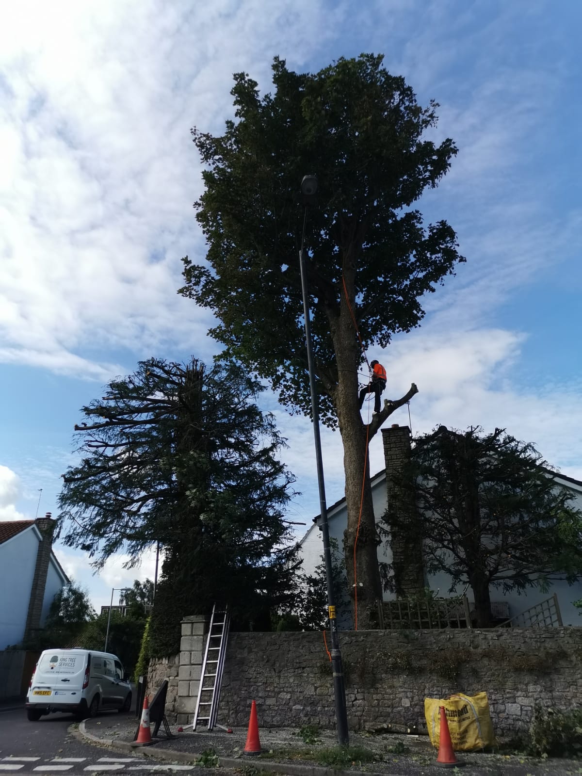 A King Tree arborist in a high-visibility jacket working high in the crown of a tall tree.